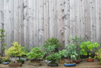 Bonsai 5