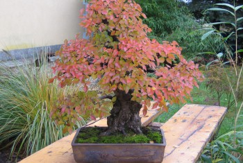 Bonsai 7